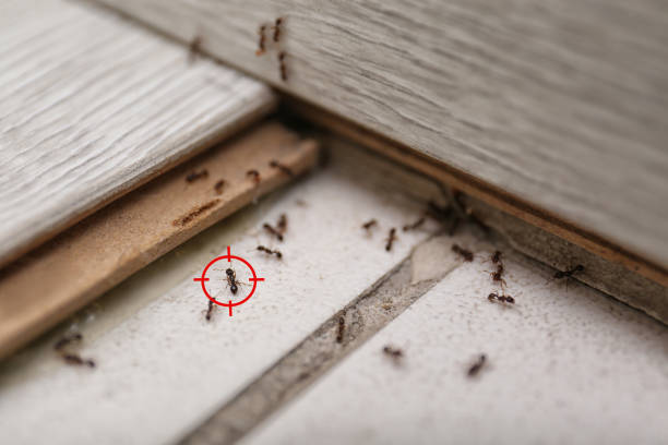 Best Residential Pest Control  in Moyie Springs, ID