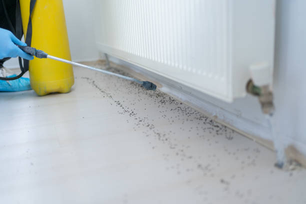 Best Rat Extermination Near Me  in Moyie Springs, ID