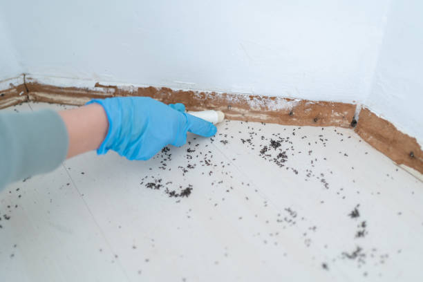 Best Exterminator Services  in Moyie Springs, ID