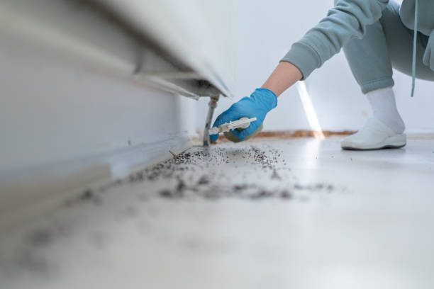 Best Affordable Pest Control Services  in Moyie Springs, ID